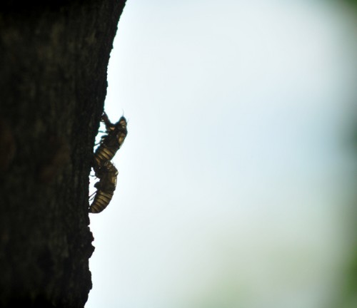 Pair of cicadas