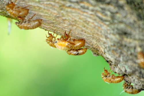 Thirteen years underground cicadas