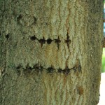Maple tree cicada holes